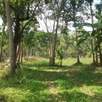LAND FOR SALE IN WARIYAPOLA
