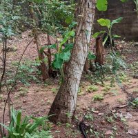 LAND FOR SALE IN NEDIMALA DEHIWALA